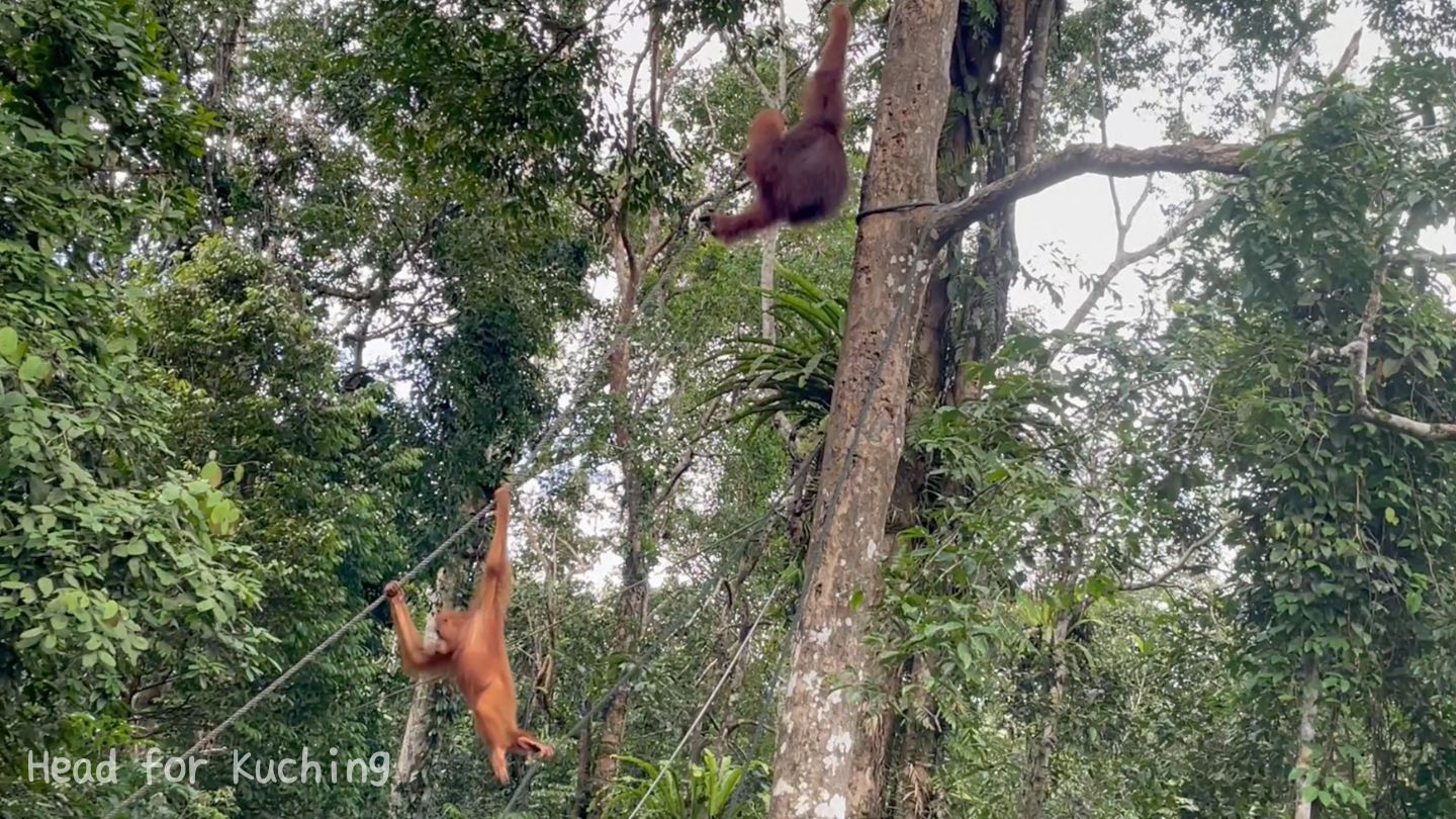 Semenggoh Wildlife Centre
